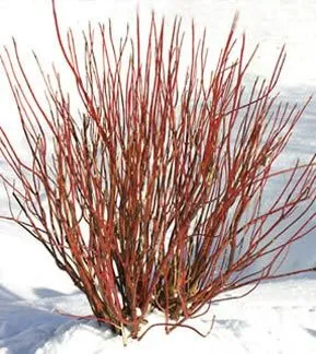 #2 dogwood arctic fire